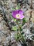 winecup clarkia